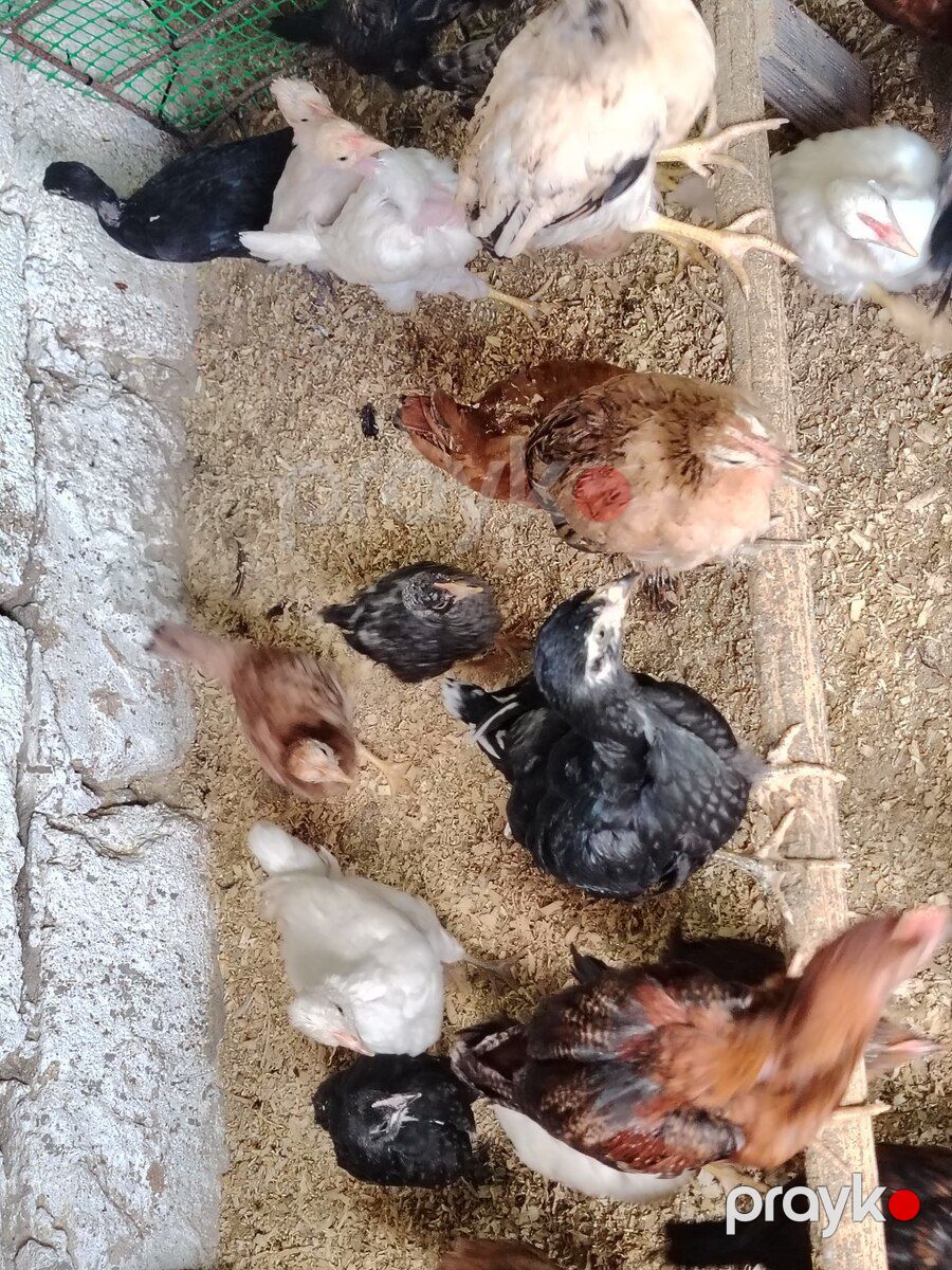 Cücələr — Quşlar, Bakı (2)
