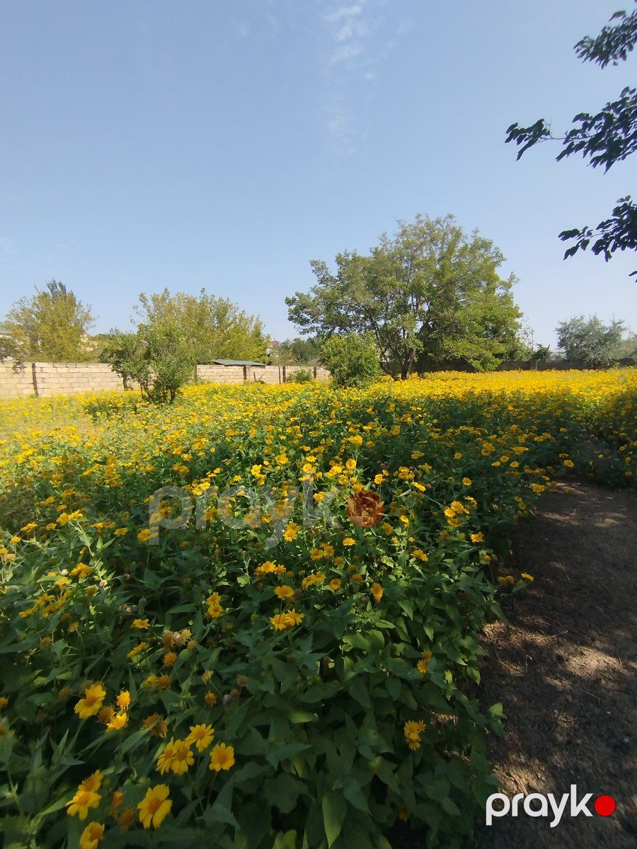 Satılır torpaq 10 sot — Torpaq, Bakı (8)