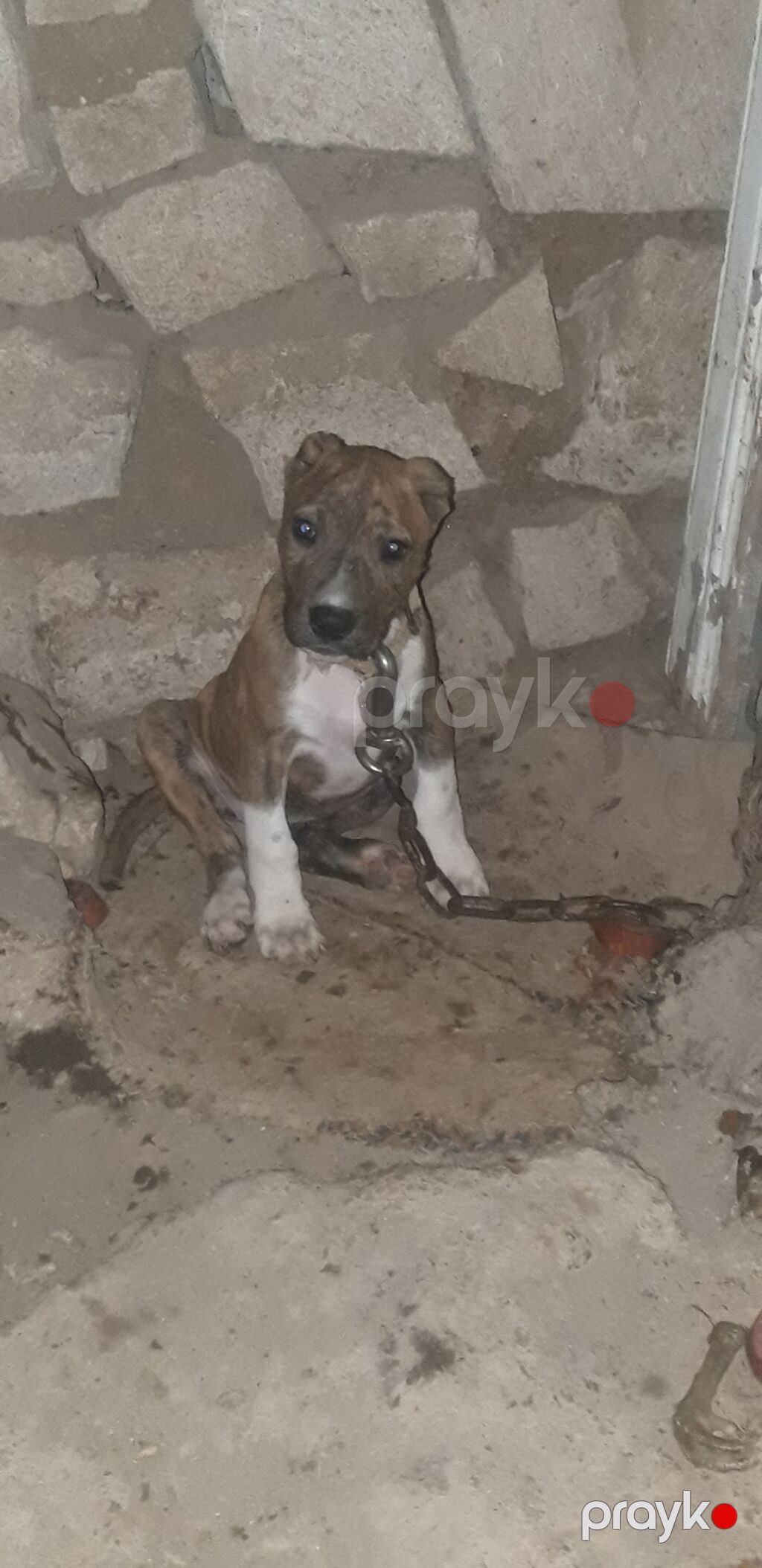 Pitbul, 3 ay, Dişi, Peyvəndli — Köpəklər, Gəncə (2)