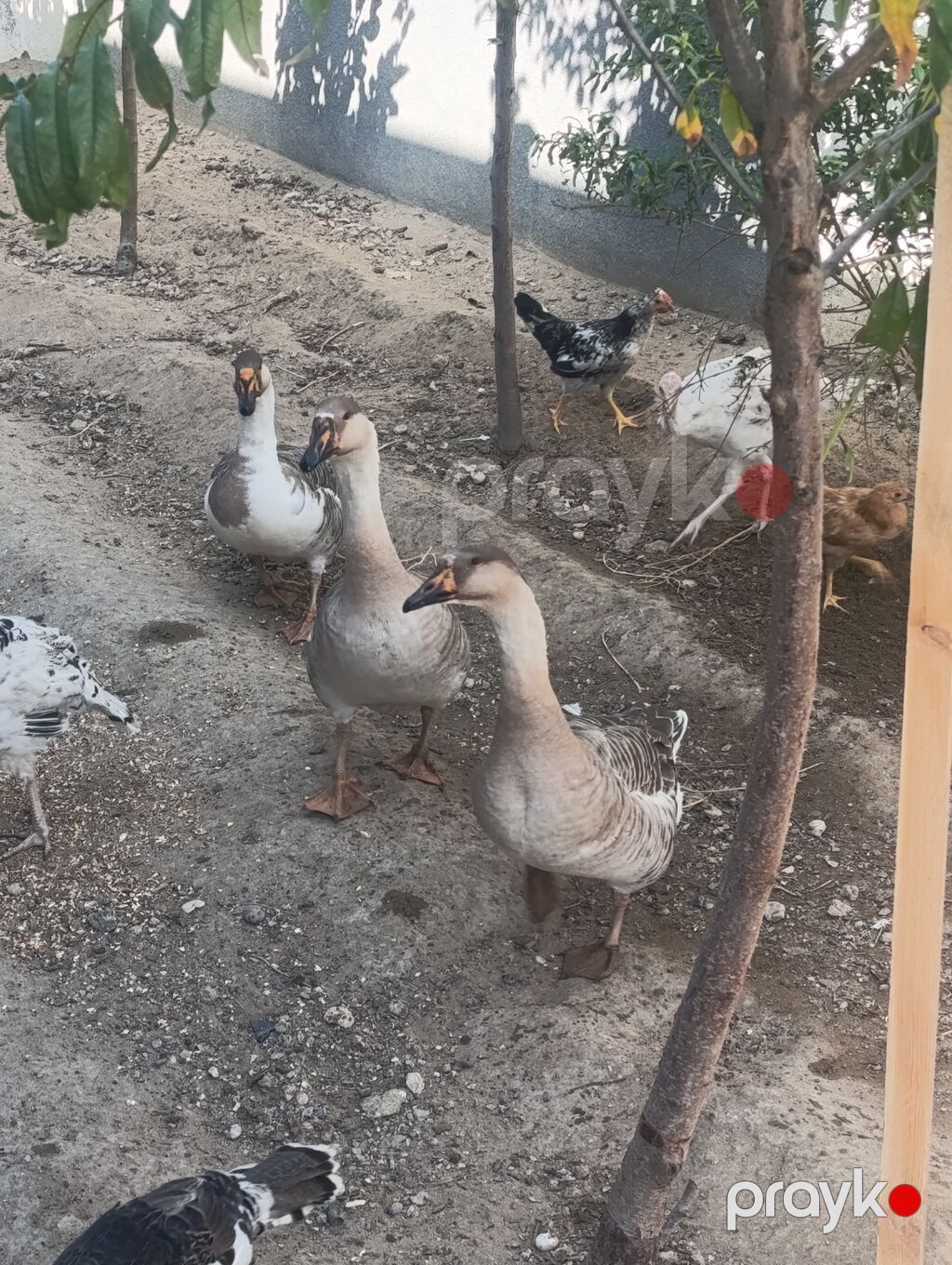 Satılır: Qazlar 3 dişi ünvan Buzovna qiymət birinə aiddir 3 un — Digərləri, Digah (4)