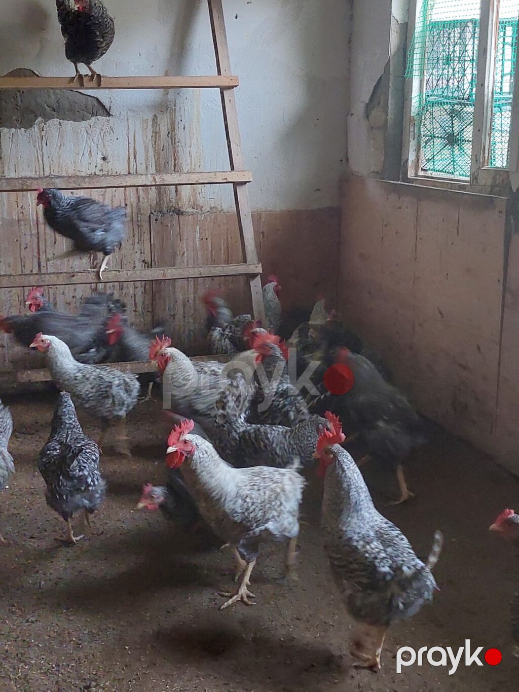 Növbənöv yerli ətlər və yumurta istehsalı üçün damazlıq toyuq və — Toyuq və xoruz, Bakı (5)