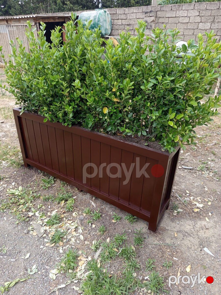 Dibçəklər — Bitkilər, Bakı (8)