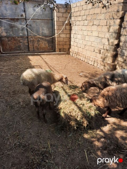 Məhsul: Qoyunlar (xırdabuynuzlu heyvanlar) Təsvir: - Şəkillərdə — Mehdiabad