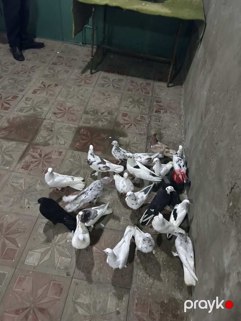 Hamsi tutulmadi 21 denedi — Göyərçin, Bakı (2)