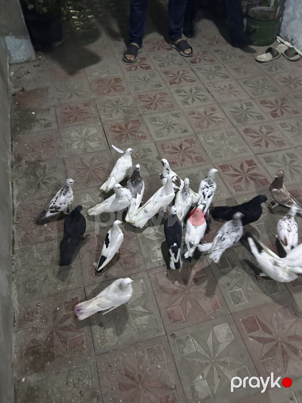 Hamsi tutulmadi 21 denedi — Göyərçin, Bakı (6)