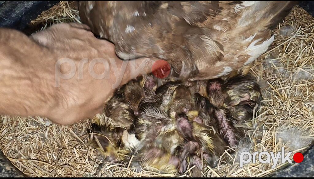 Salam qardaşlar 18 ədəd baladir. Ana altından cxb 2 günlükdu ana ata — Digərləri, Digah (2)