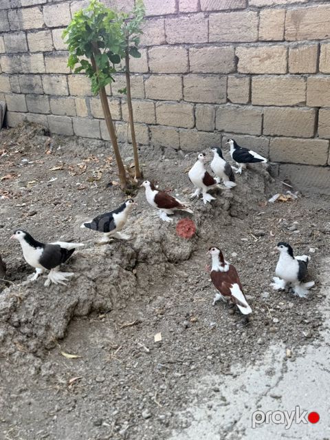 Göyərçinlər — Bakı