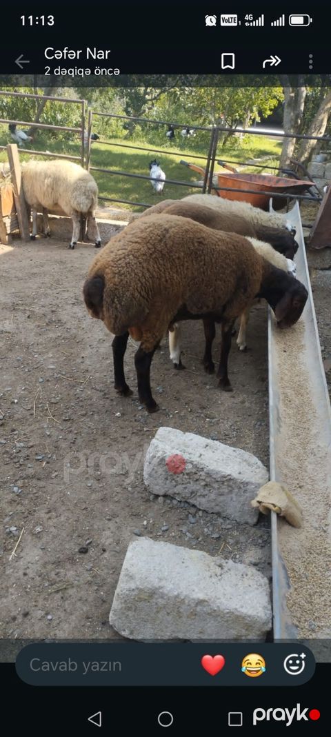 Qoyunlar – ət və damazlıq üçün - Cins: qarabaş/yerli qarışıq tip — Digah