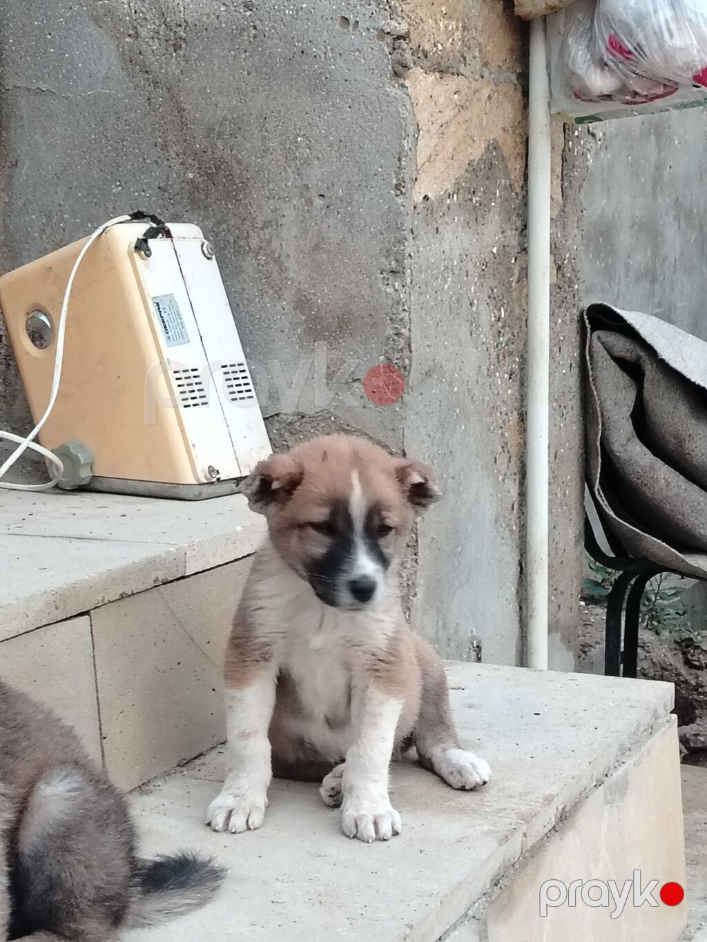 Qurdbasar, 2 ay — Köpəklər, Qobu (2)