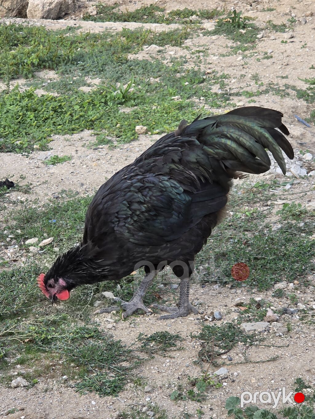 Avstralop 2 ədəd xoruz tam saglam vaksinləri olunub. binə qəsəbəsi — Toyuq və xoruz, Digah (2)