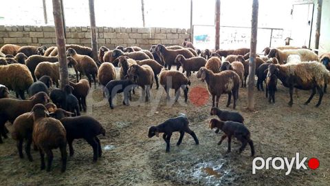 Qusar rayonunda 2 ədəd sağlam erkək quzu satılır. Kəsildikdə hər — Bakı