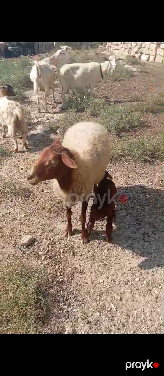 Balalı və boğaz qoyunlar — Kənd təsərrüfatı heyvanları, Bakı (4)