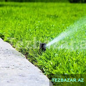 Ağac və kolların budanması — Digər, Bakı (10)