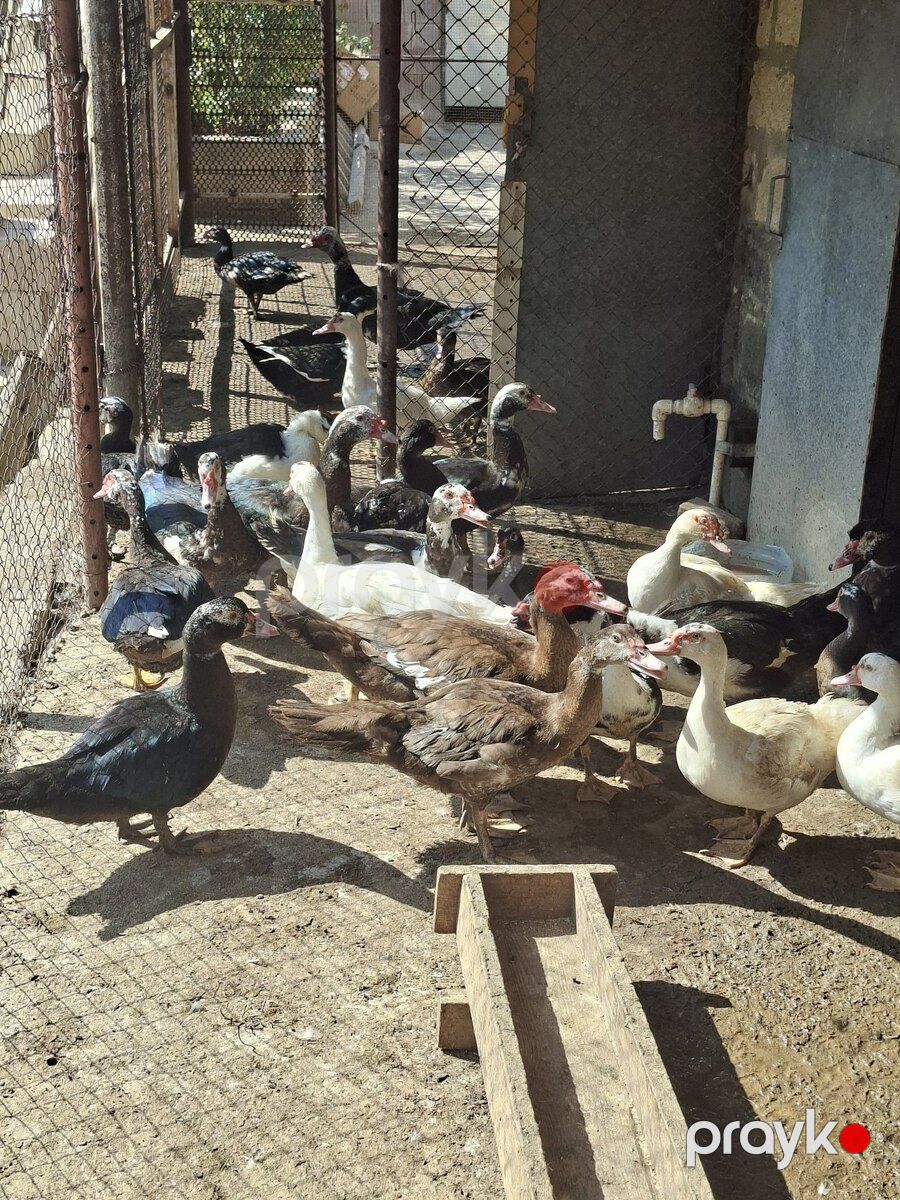 Lal ördək — Kənd təsərrüfatı heyvanları, Bakı (5)