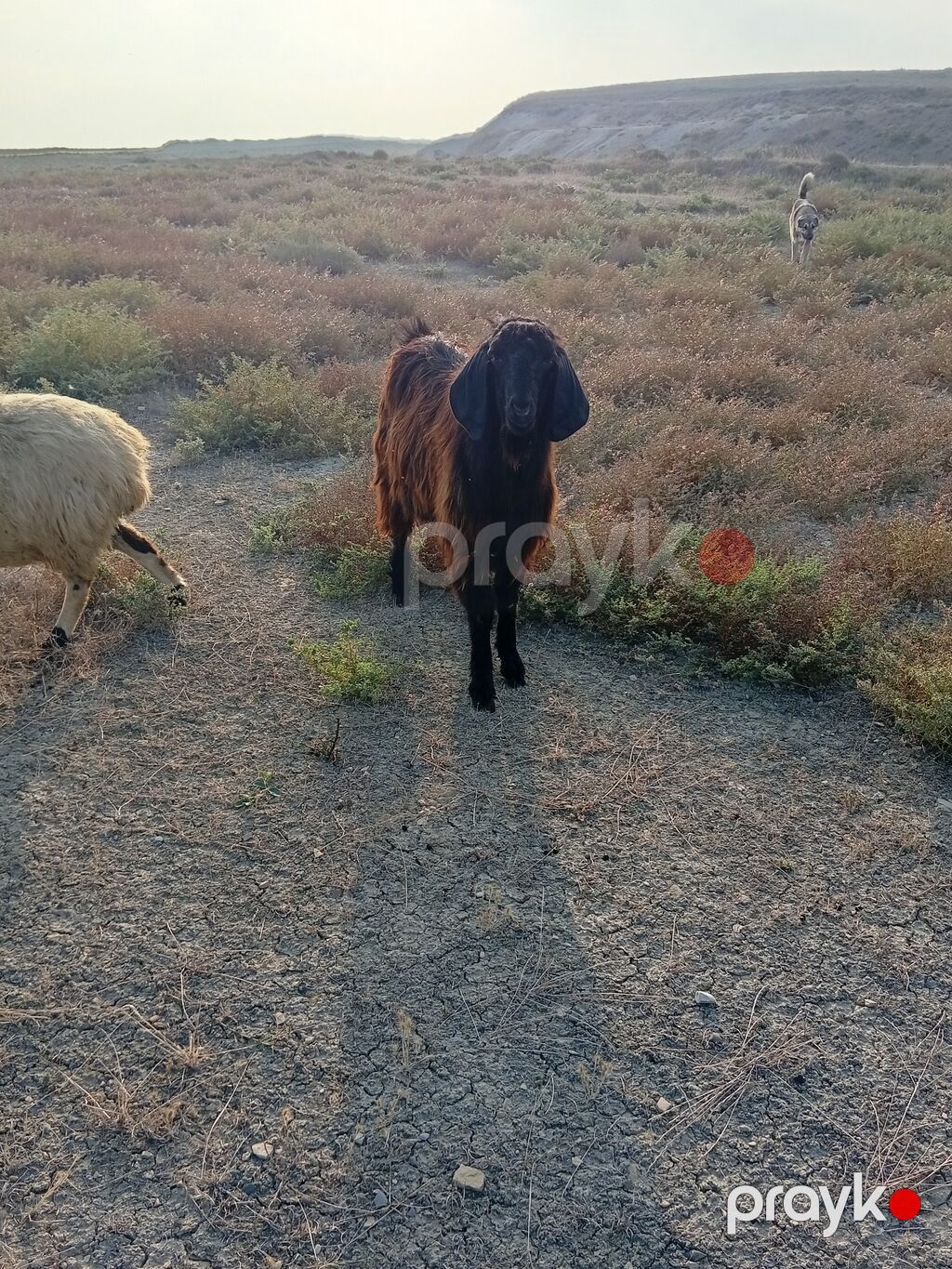 Erkək, il: 2, Damazlıq — Kənd təsərrüfatı heyvanları, Ceyranbatan (3)
