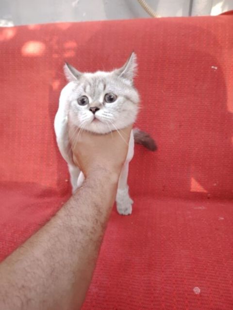 Pişik — Bakı
