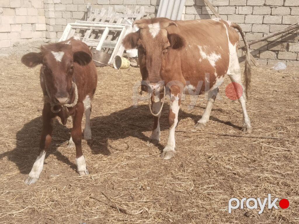 Salam tam saglam ana balali inekdir isdeyen elaqe saxlasin — Kənd təsərrüfatı heyvanları, Digah (4)