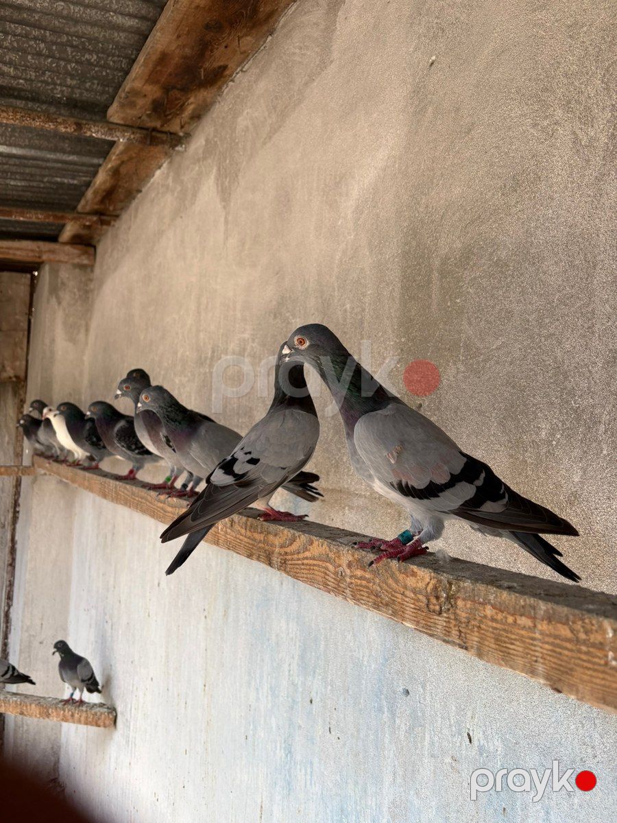 Göyərçinlər — Quşlar, Bakı (8)