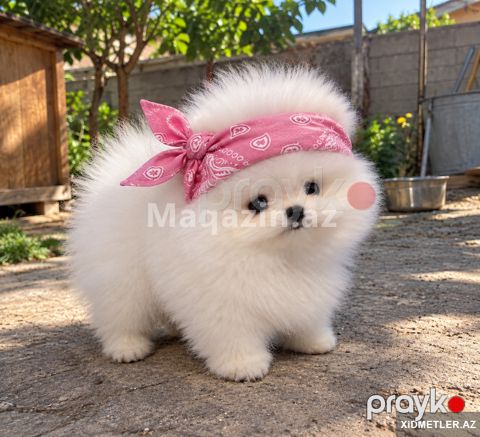 Pomerian Spitz balasi — Bakı