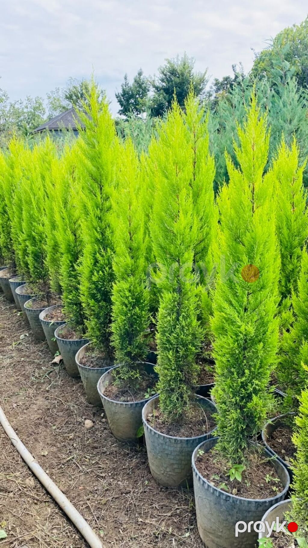 Qızılı tuya (Thuja occidentalis ‘Smaragd/Golden’ tipli) fidanları — Bitkilər, Astara (3)