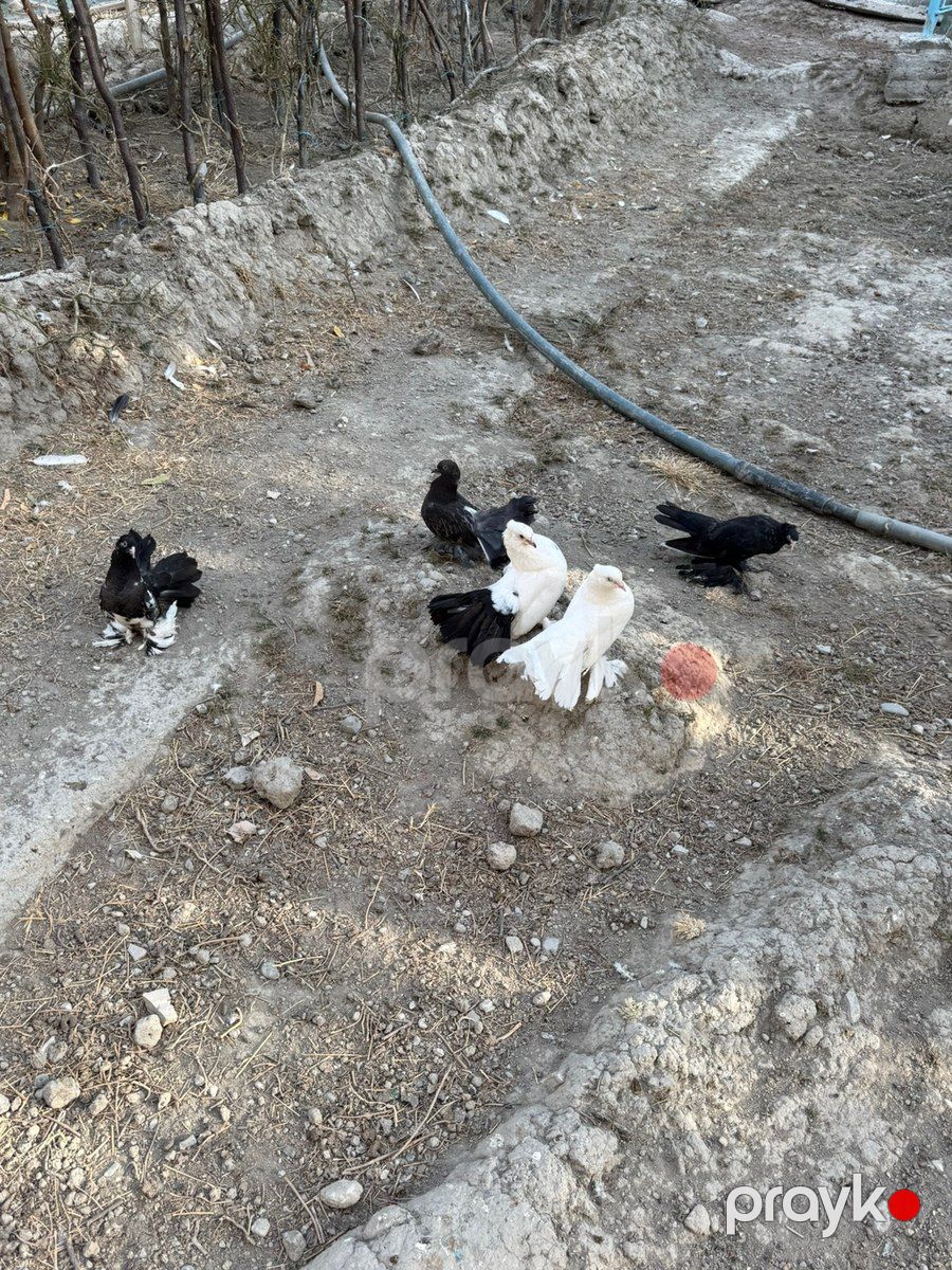 Göyərçinlər — Quşlar, Bakı (8)