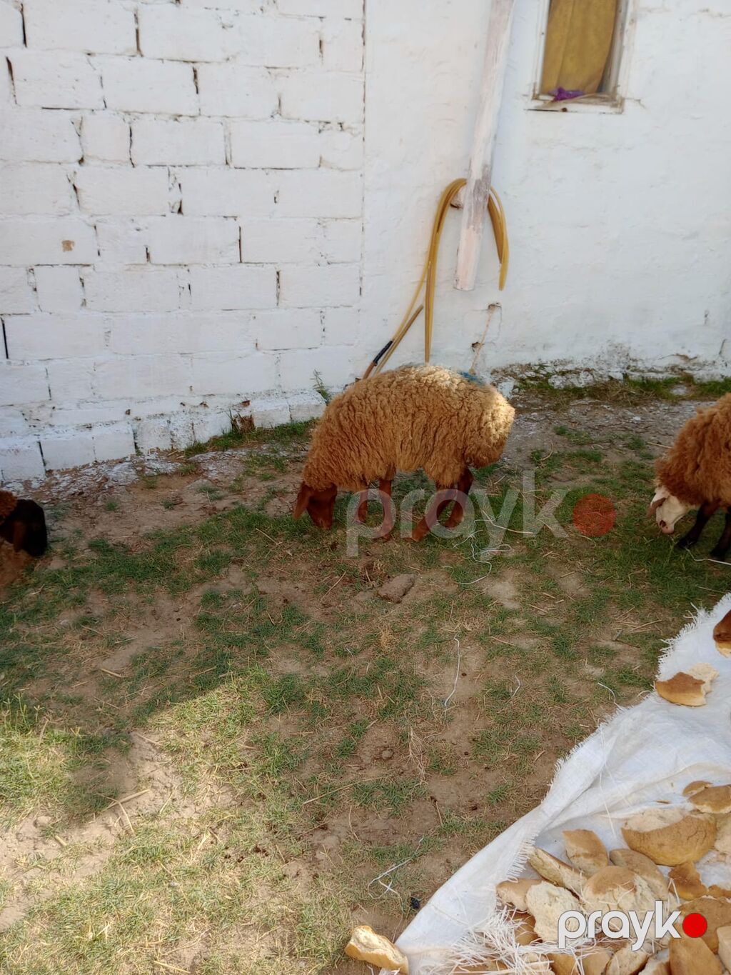 2 dene dişi quzu cütü 460 manata real alıcıya endirim olacaq tam — Kənd təsərrüfatı heyvanları, Xırdalan (2)