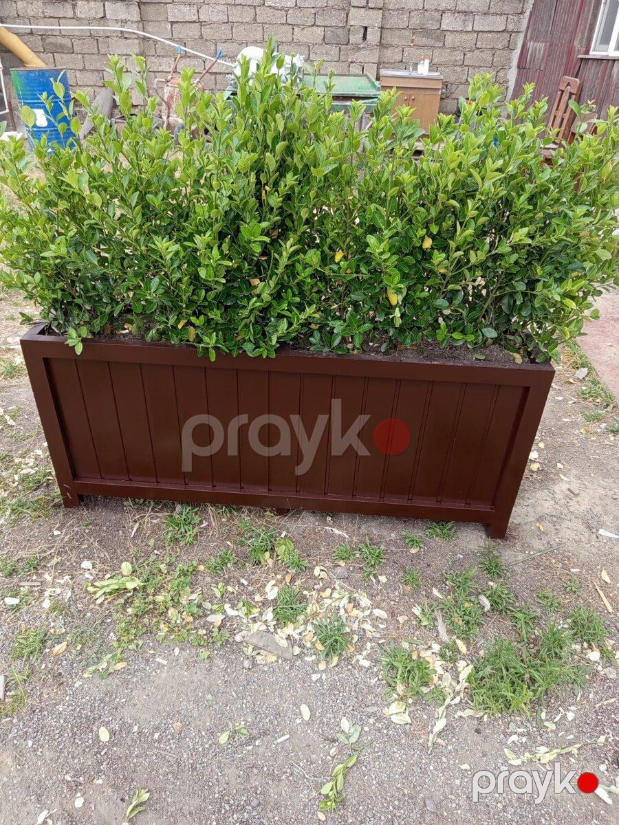 Dibçəklər — Bitkilər, Bakı (9)