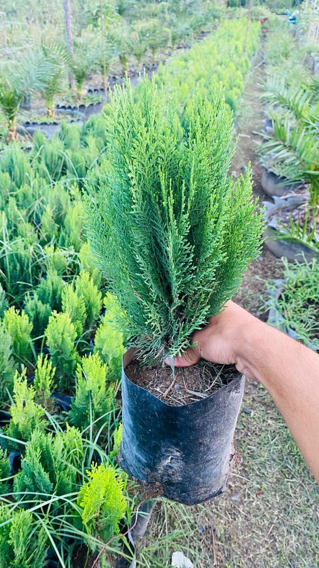 Thuja (konik/qədim kiparis) şitili – qara polietilen torbada — Bitkilər, Astara (2)
