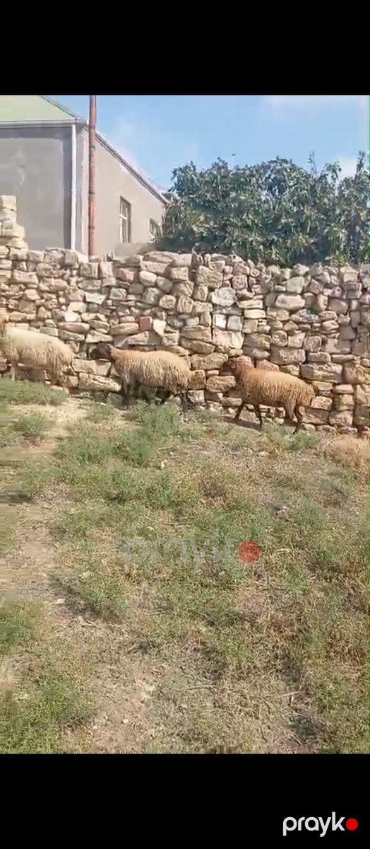 Balalı və boğaz qoyunlar — Kənd təsərrüfatı heyvanları, Bakı (12)