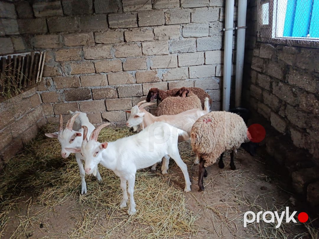 Quzular cəpislər — Kənd təsərrüfatı heyvanları, Bakı (2)
