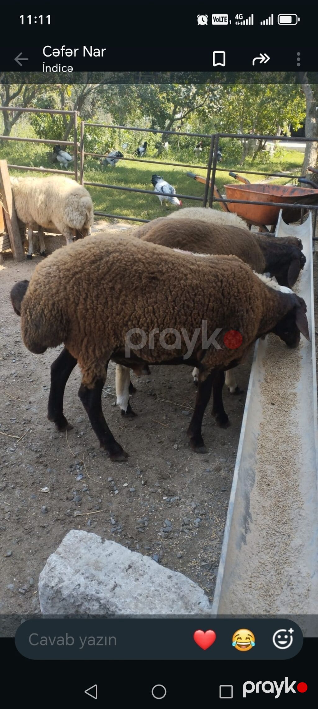 Qoyunlar – ət və damazlıq üçün - Cins: qarabaş/yerli qarışıq tip — Kənd təsərrüfatı heyvanları, Digah (2)