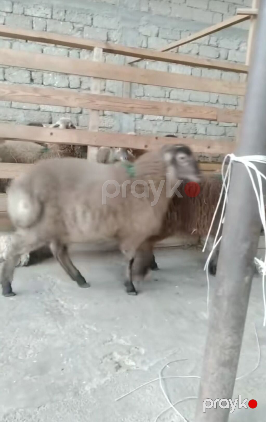 Qoyunlar – 3 baş - Cins: yerli yağlı quyruq (quyruqlu tip) — Kənd təsərrüfatı heyvanları, Salyan (2)