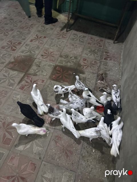 Hamsi tutulmadi 21 denedi — Bakı
