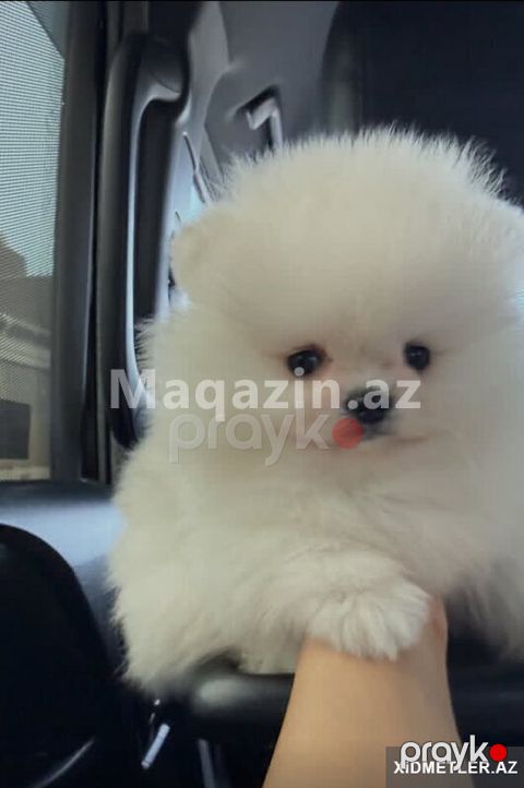Pomerian Spitz bo misqa — Bakı