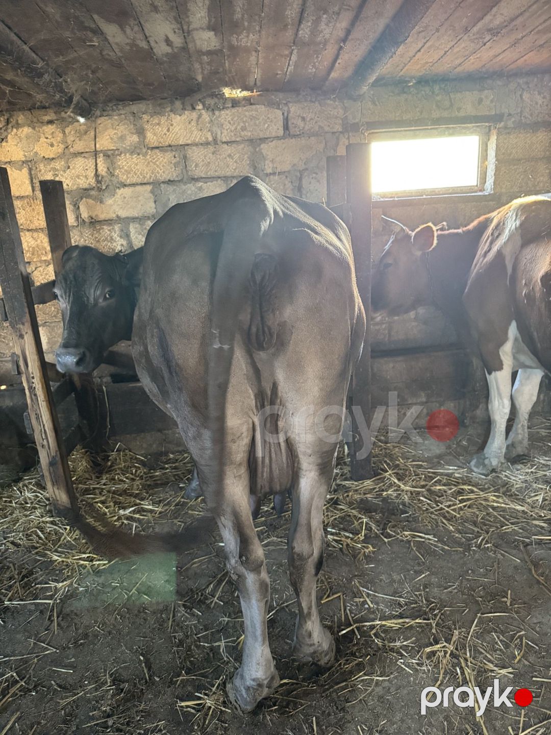 İnək — Kənd təsərrüfatı heyvanları, Xızı (6)