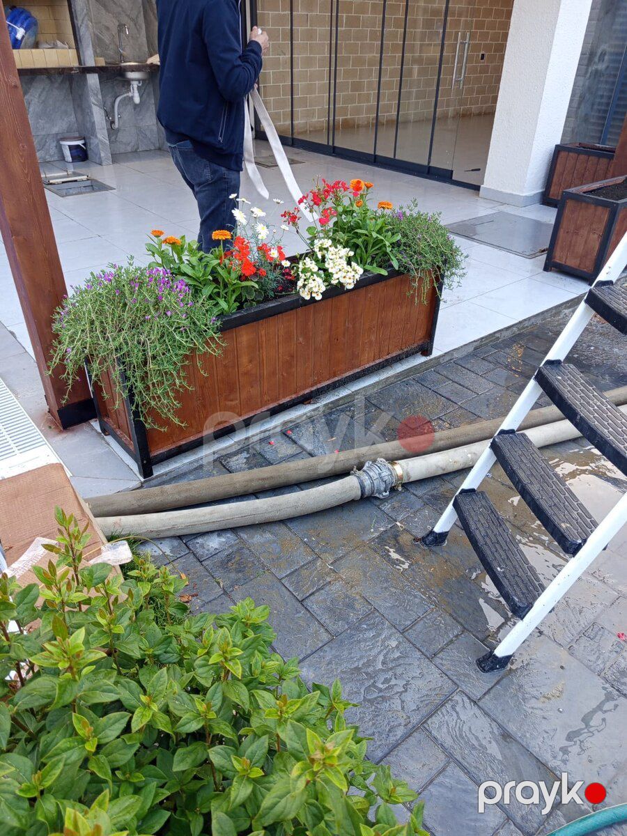 ‎Taxta dibçəklər — Bitkilər, Bakı (4)