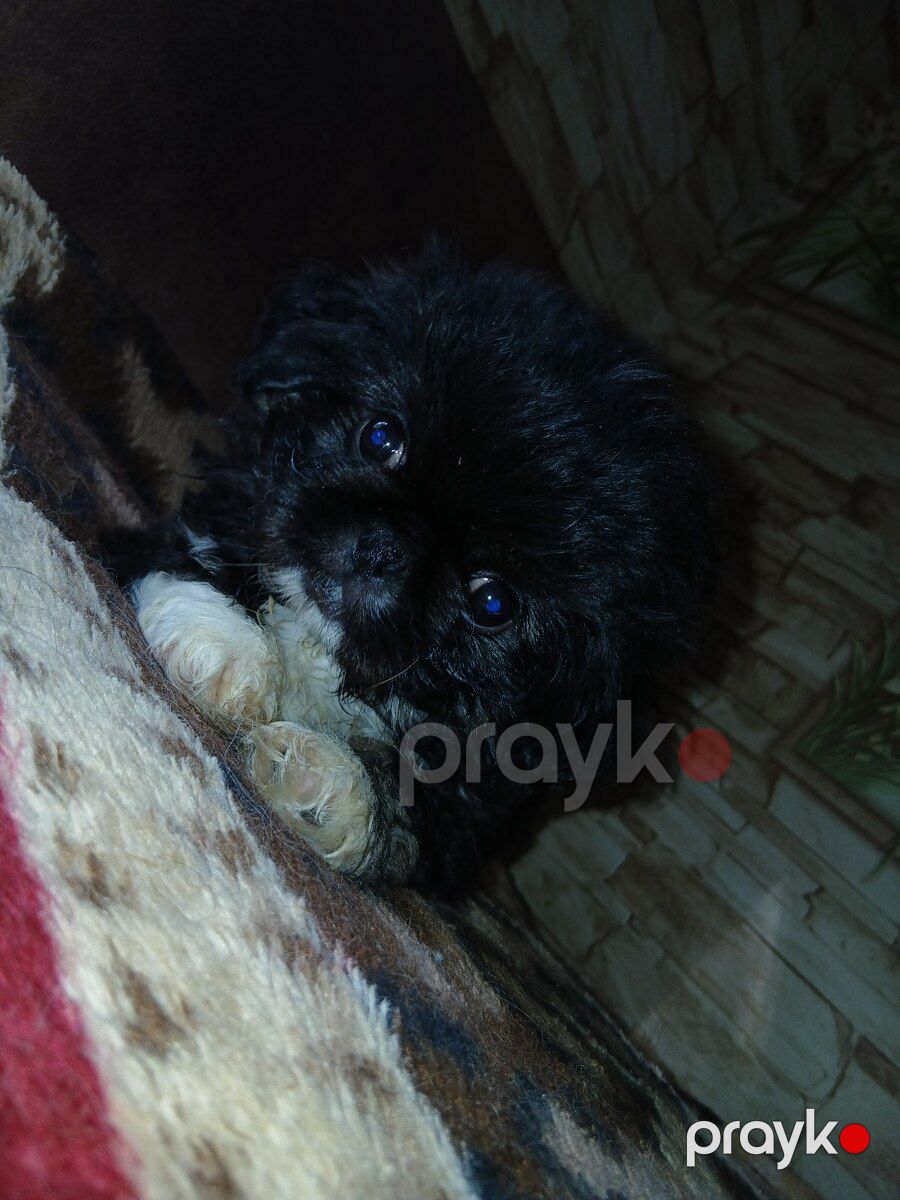 Karlık pekines balası — Köpəklər, Sumqayıt (7)