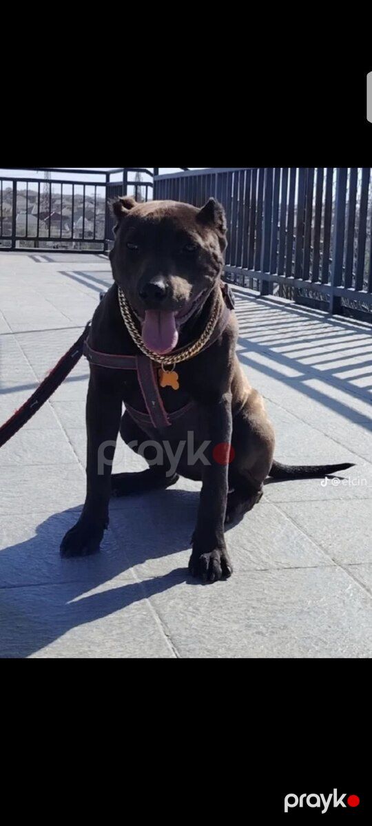 Pitbull balası — Köpəklər, Bakı (2)