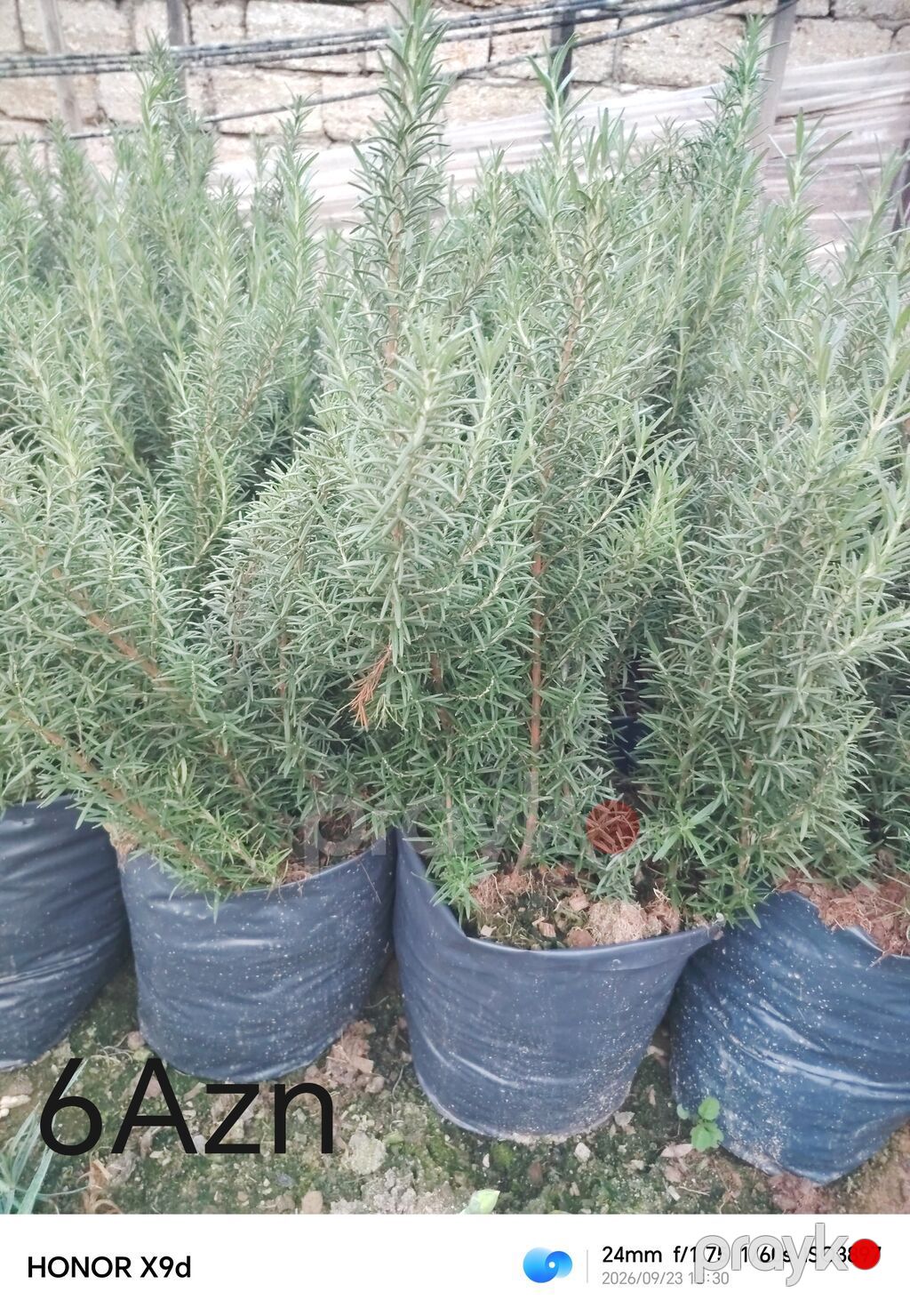 Satışda müxtəlif bəzək kolları və dekorativ bitkilər (qabda): - Qablı — Bitkilər, Digah (5)