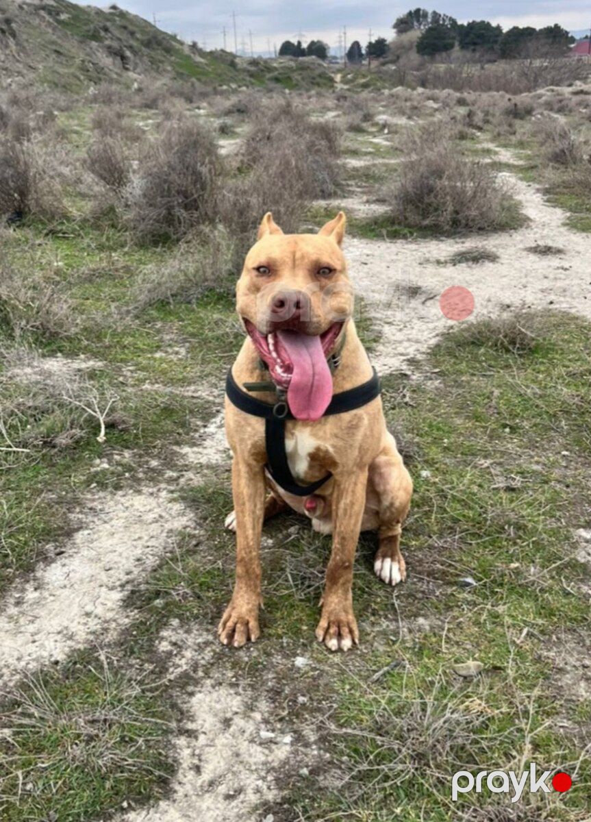 Pitbull balası — Köpəklər, Bakı (3)