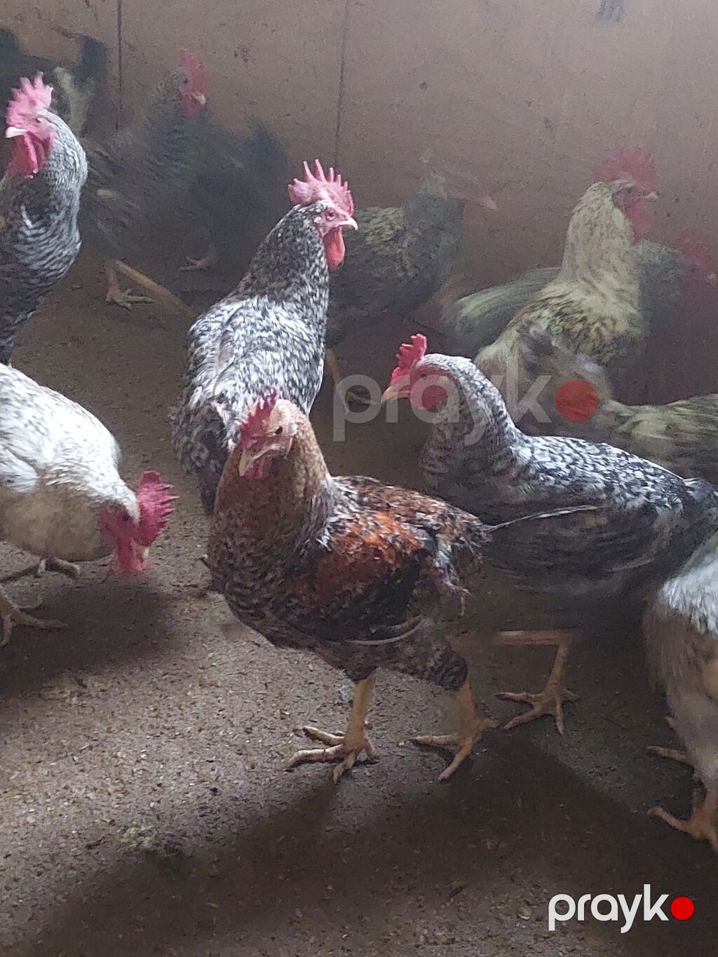 Növbənöv yerli ətlər və yumurta istehsalı üçün damazlıq toyuq və — Toyuq və xoruz, Bakı (4)
