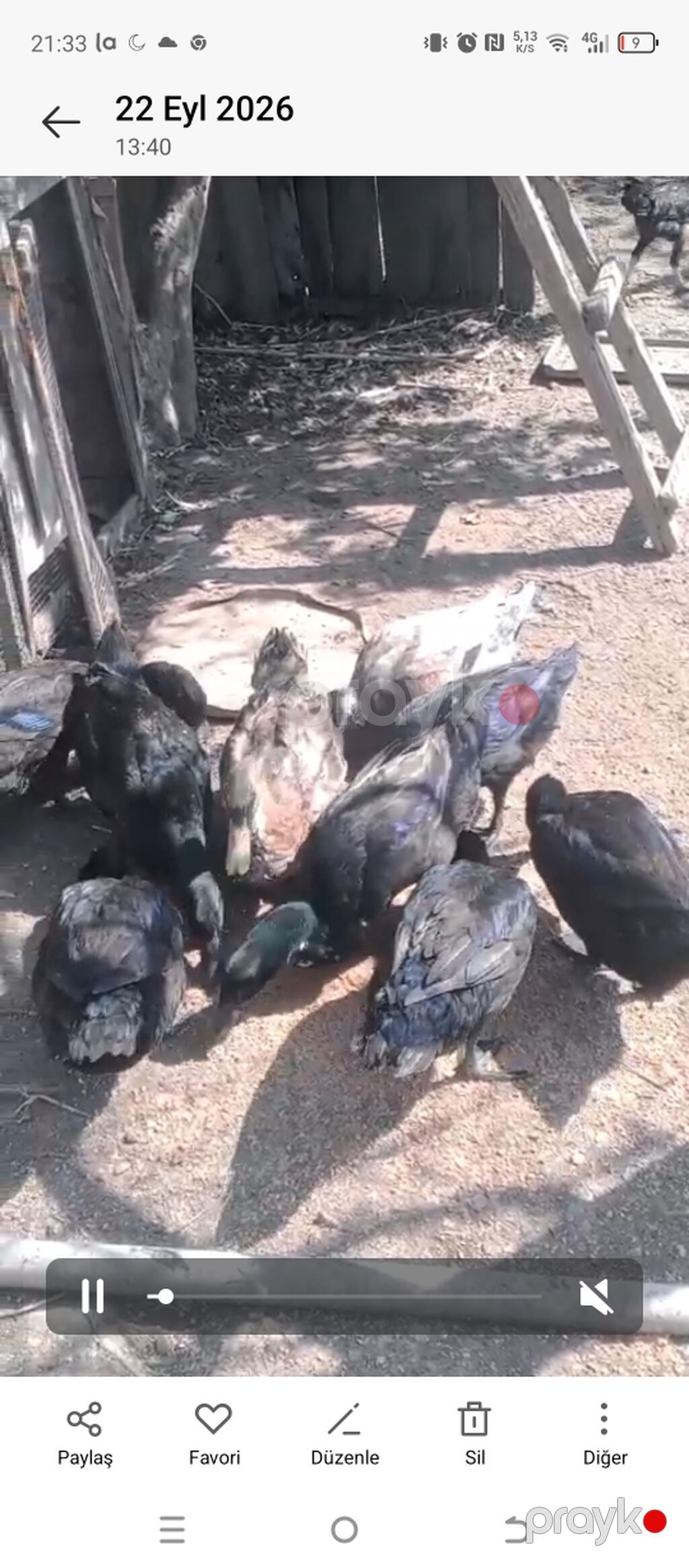 Produkt: Ördek sürüsü (ferma üçün) Təsvir: - Bir neçə baş — Digərləri, Digah (2)