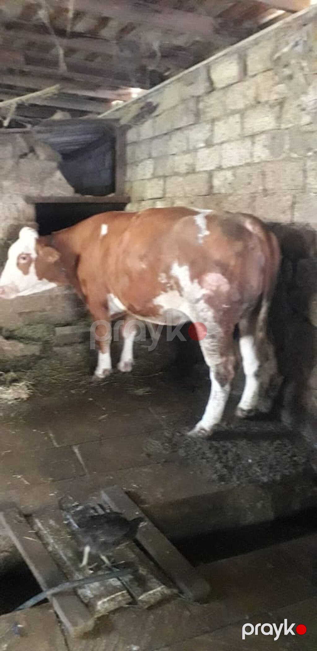 Cəmi 2 qarın doğmuş cavancins maldi və kök-iridi Maşallah Nömrenin — Kənd təsərrüfatı heyvanları, Bakı (3)