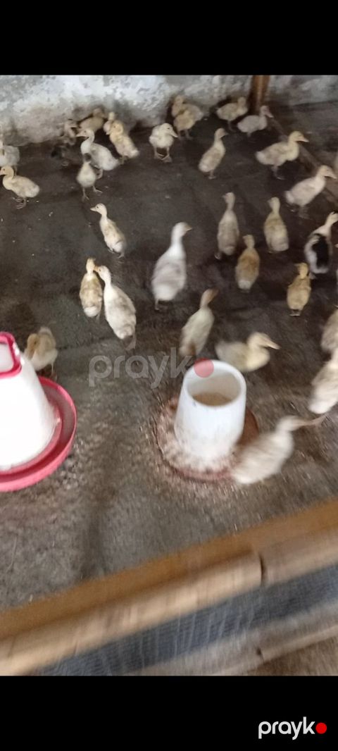 Pekin ördəklərin cücələri — Bakı