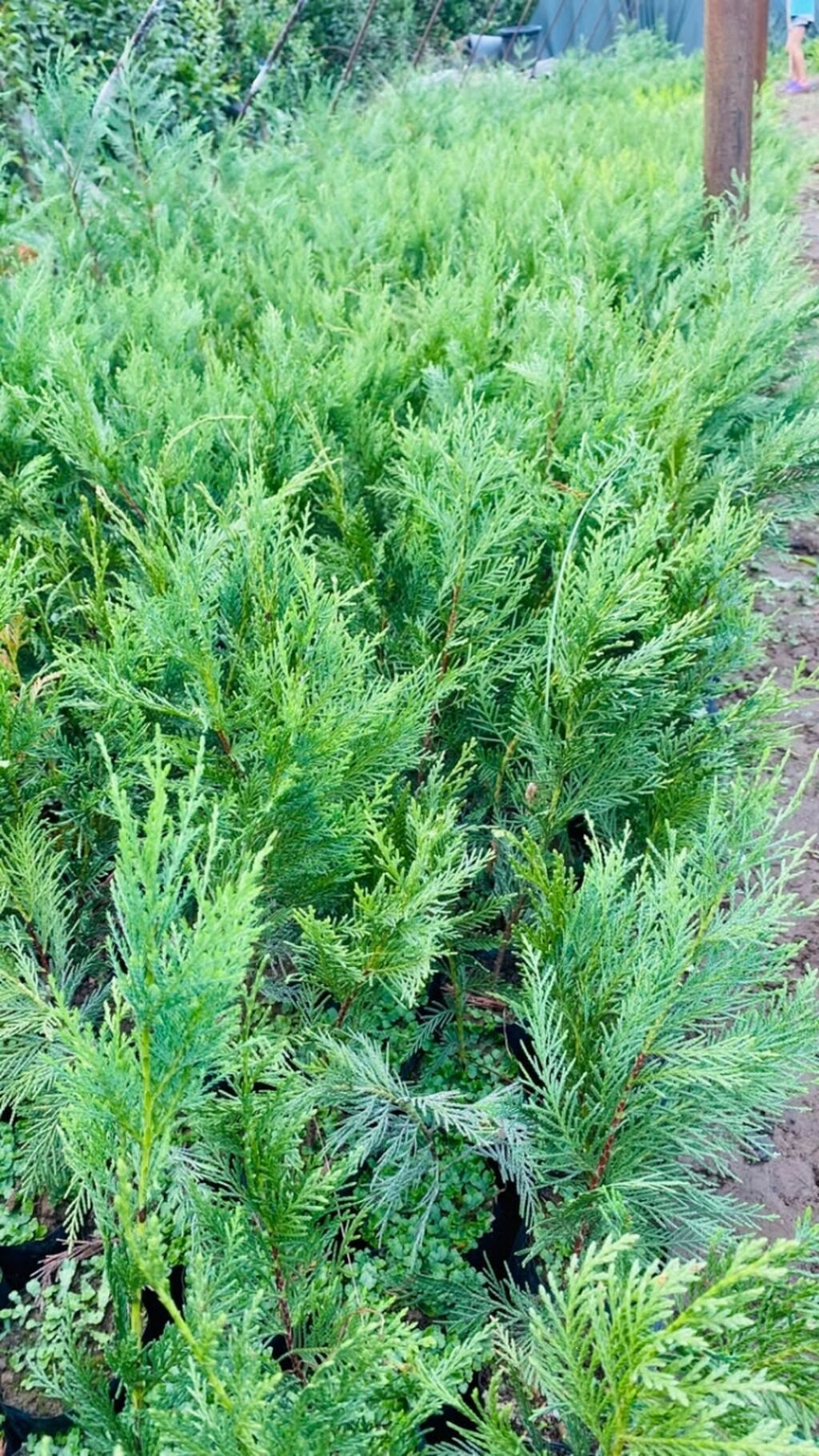Leylandira /leyland tipli dekorativ iynəyarpaq) fidanları – torfla — Bitkilər, Astara (2)