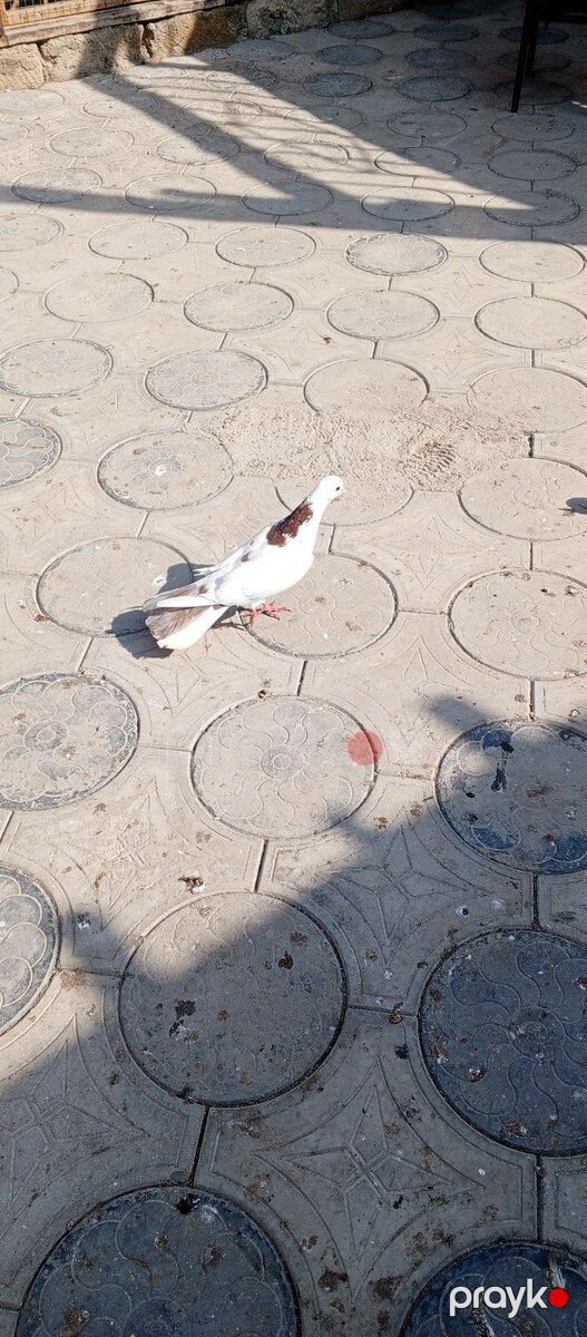 Göyərçinlər — Quşlar, Bakı (2)