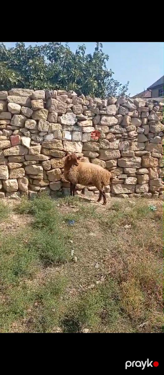 Balalı və boğaz qoyunlar — Kənd təsərrüfatı heyvanları, Bakı (10)