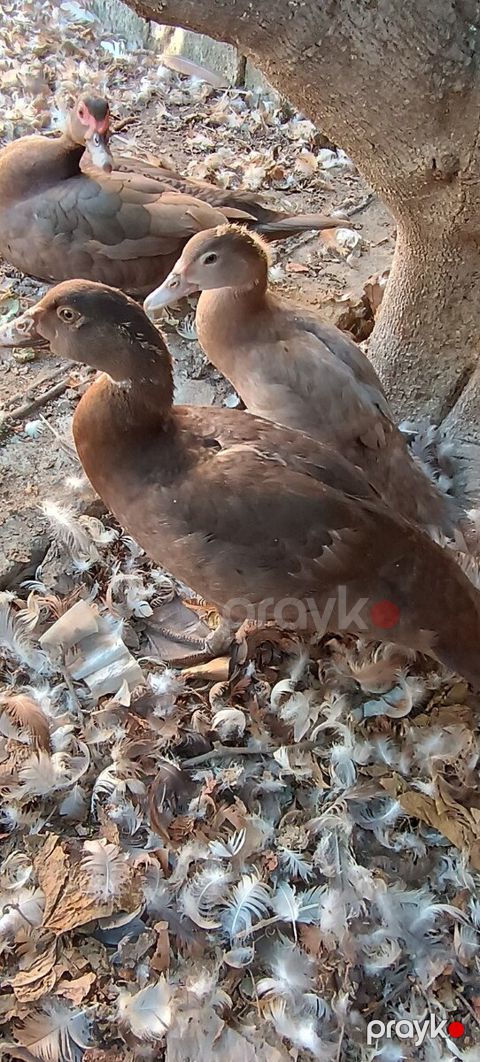 Lal ördəklər — Bakı
