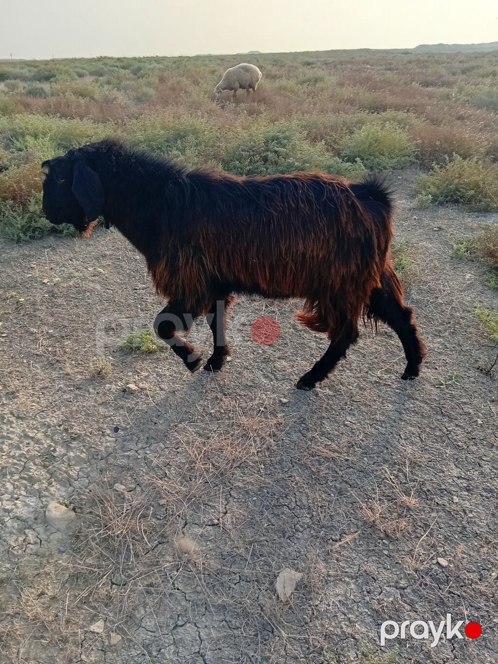 Erkək, il: 2, Damazlıq — Kənd təsərrüfatı heyvanları, Ceyranbatan (2)