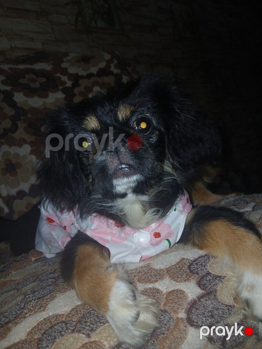 Karlık pekines balası — Köpəklər, Sumqayıt (2)